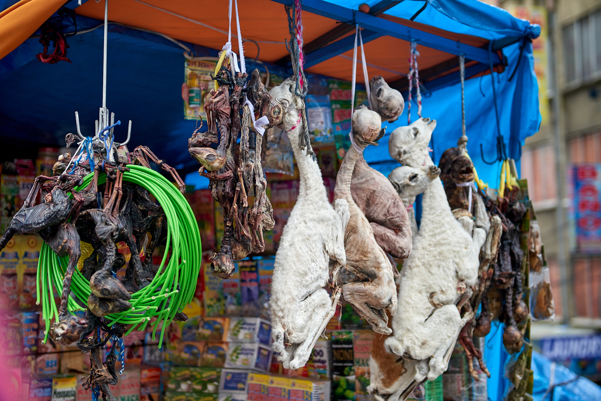 20200311 056 [볼리비아] 라파스 프란시스코 광장